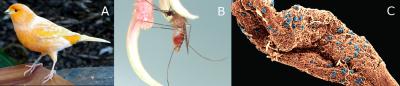 Malaria Host, Vector, and Parasite