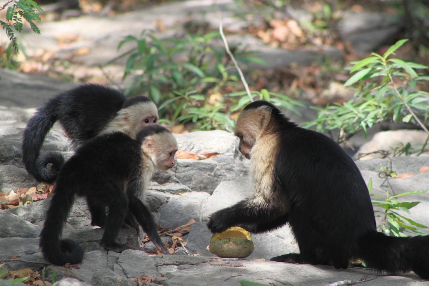 Capuchin Monkeys Learn High-Payoff Skills from Others