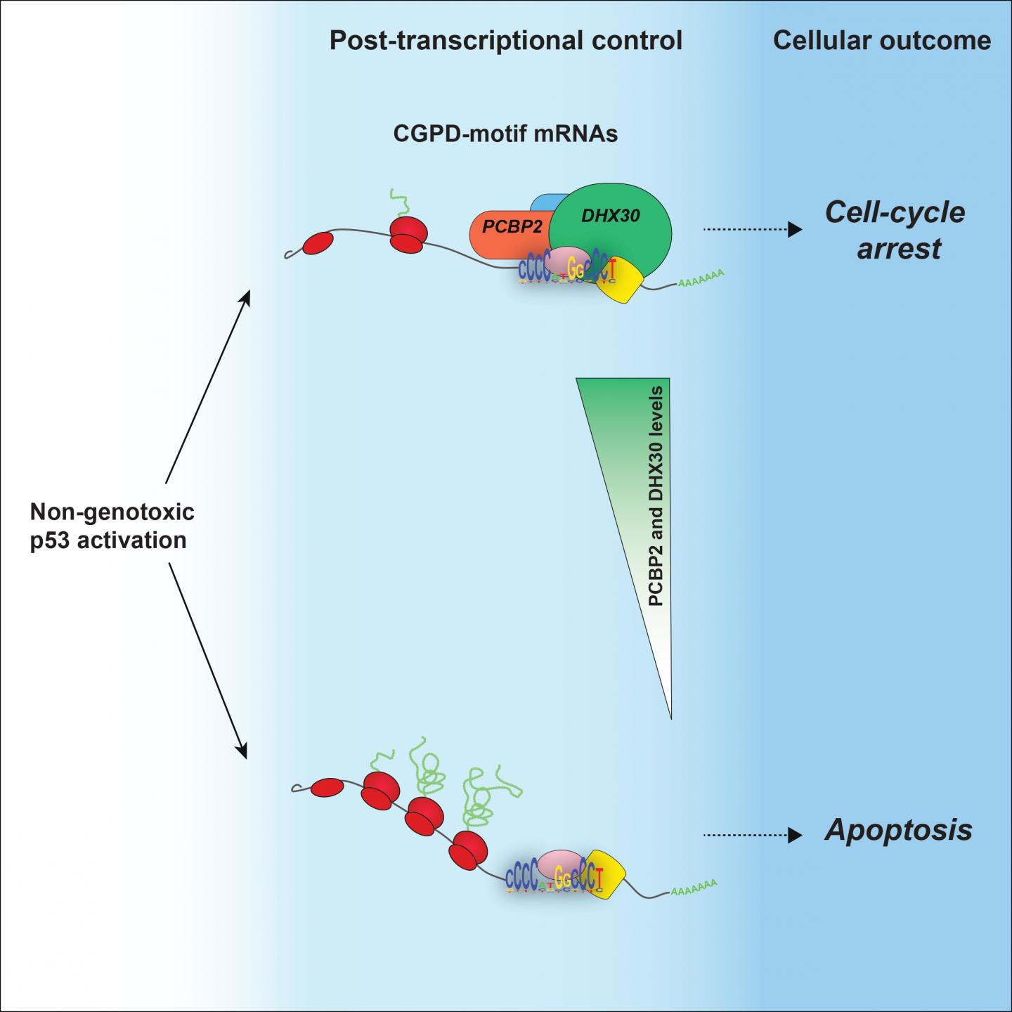 Graphical abstract