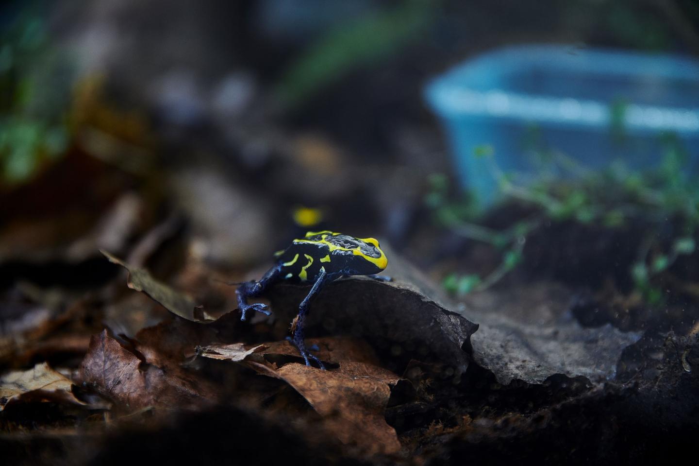 The Dyeing Poison Frog