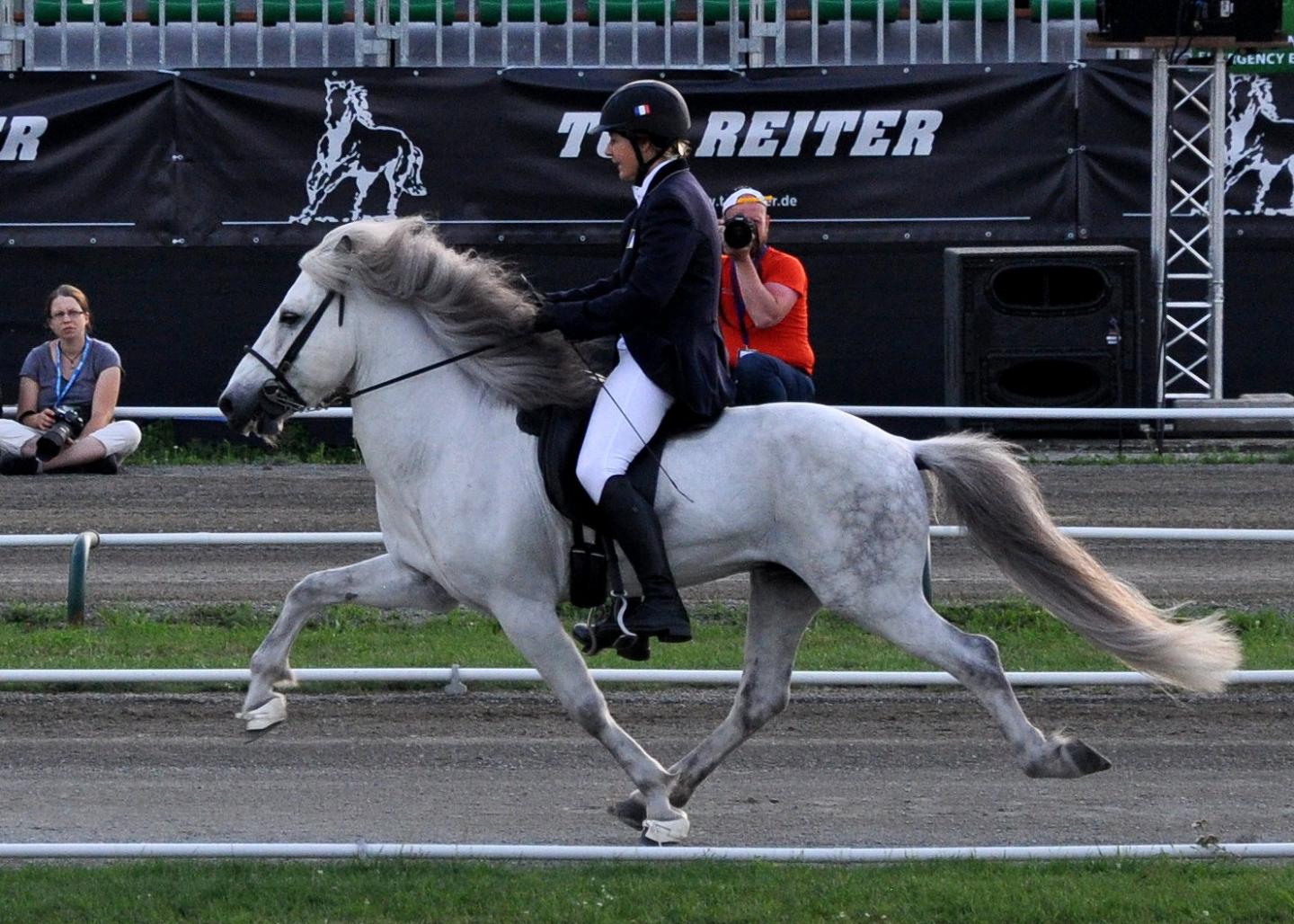 Ambling Iceland Pony