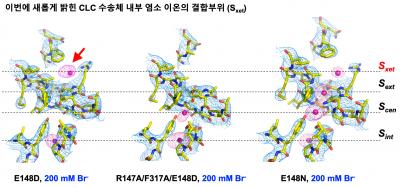 Area Where Chloride Ions Are Combined within a CLC Transporter