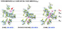 Area Where Chloride Ions Are Combined within a CLC Transporter