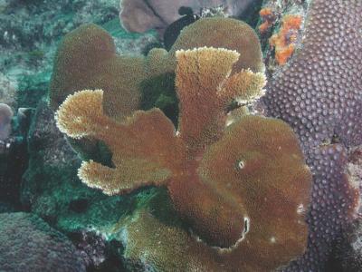 Modern Elkhorn Coral
