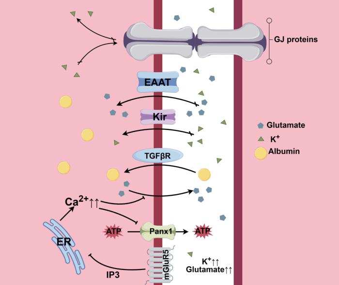 Astrocyte albumin-induced activation.