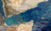 Phytoplankton Bloom in Gulf of Aden