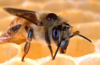 Honey Bee with <Em>Varroa</em> Mite Parasite