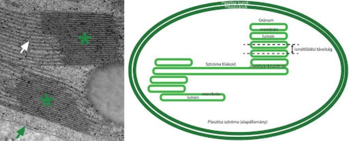 Structure of a granum