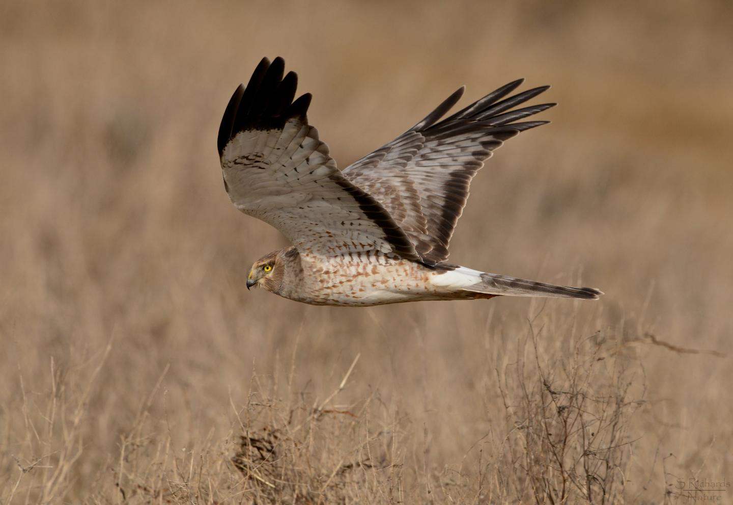 Northern Harrier