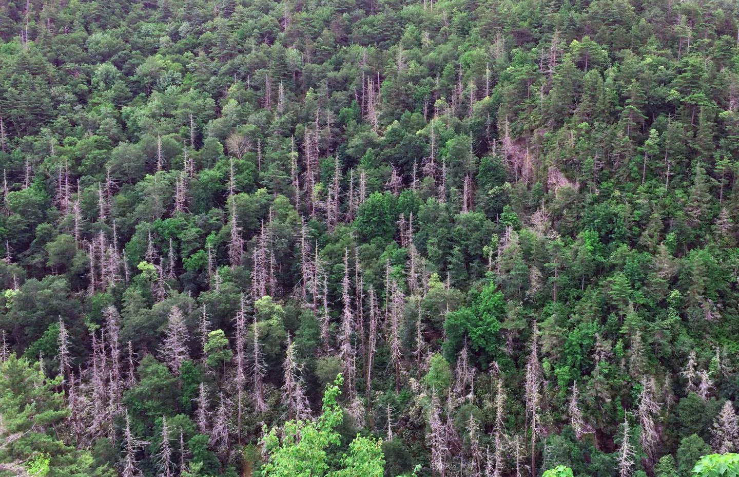 Hemlock Trees Killed by Hemlock Woolly Adelgid in Great Smoky Mountains National Park