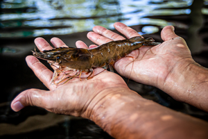 Pacific white shrimp at the UOG