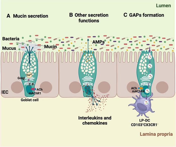 Goblet cells functions.