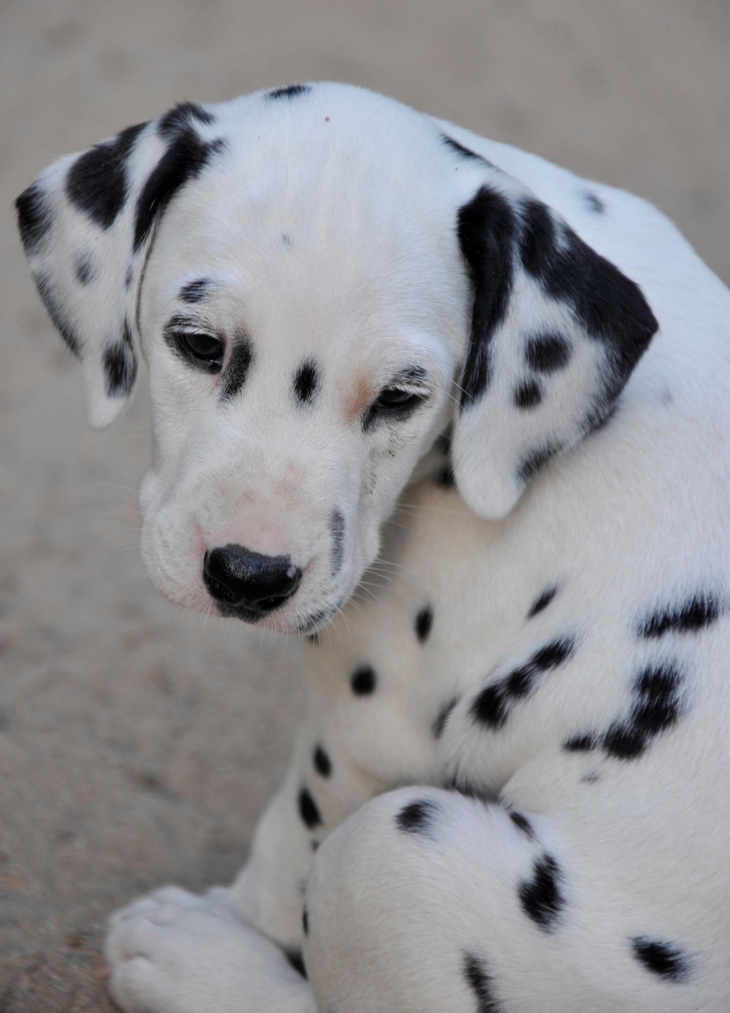 A picture of a sales dalmatian