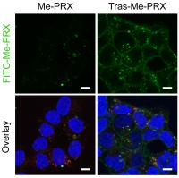 Enhanced cellular uptake of Trastuzumab-Me-PRX conjugates in HER2-expressing tumor cells.