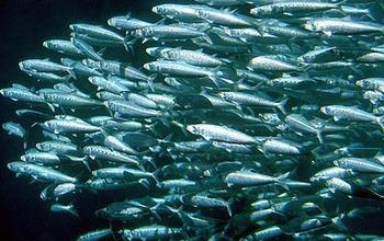 The Pacific Sardine is an Important Species