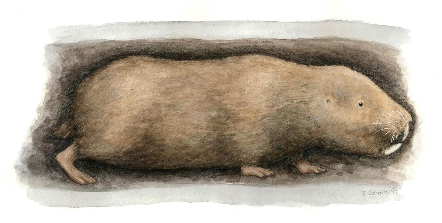 <em>Fukomys hanangensis </em>