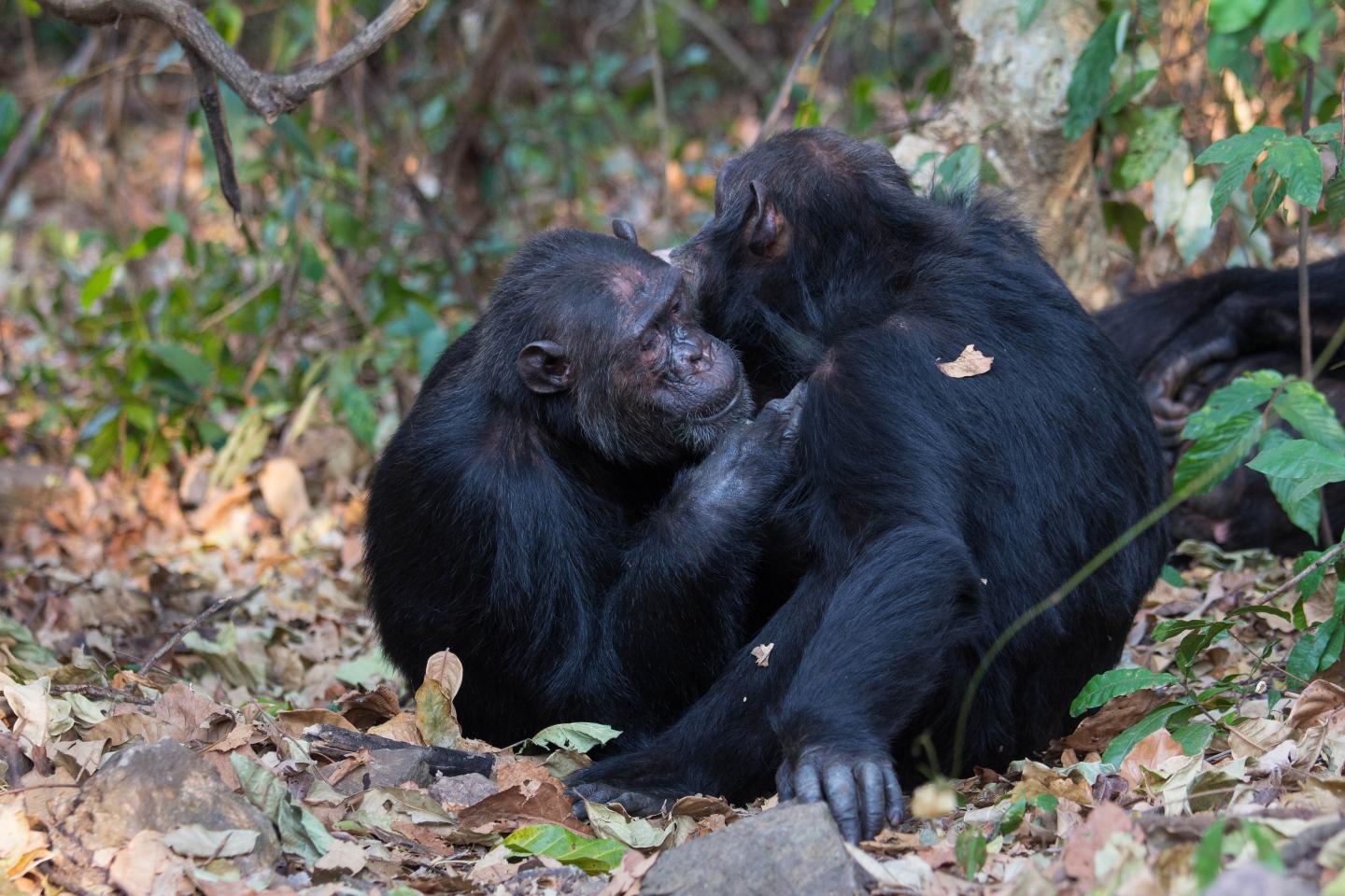 Being Sociable Boosts Gut Microbe Diversity In Chimpanzees