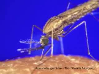 400,000 Genetic Markers Revealed in Malaria Mosquito