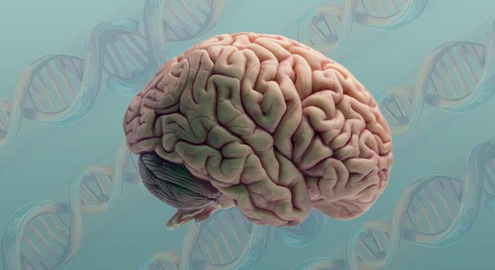 Brain and DNA