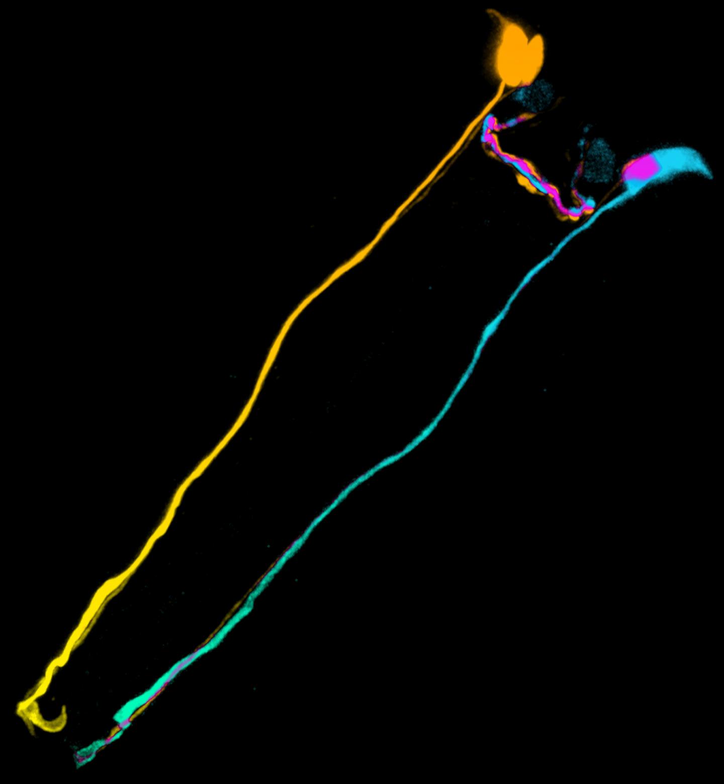 Nematode Worm Nerve Cells Fusing