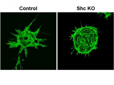 Shc is Required for Endothelial Cell Sprouting