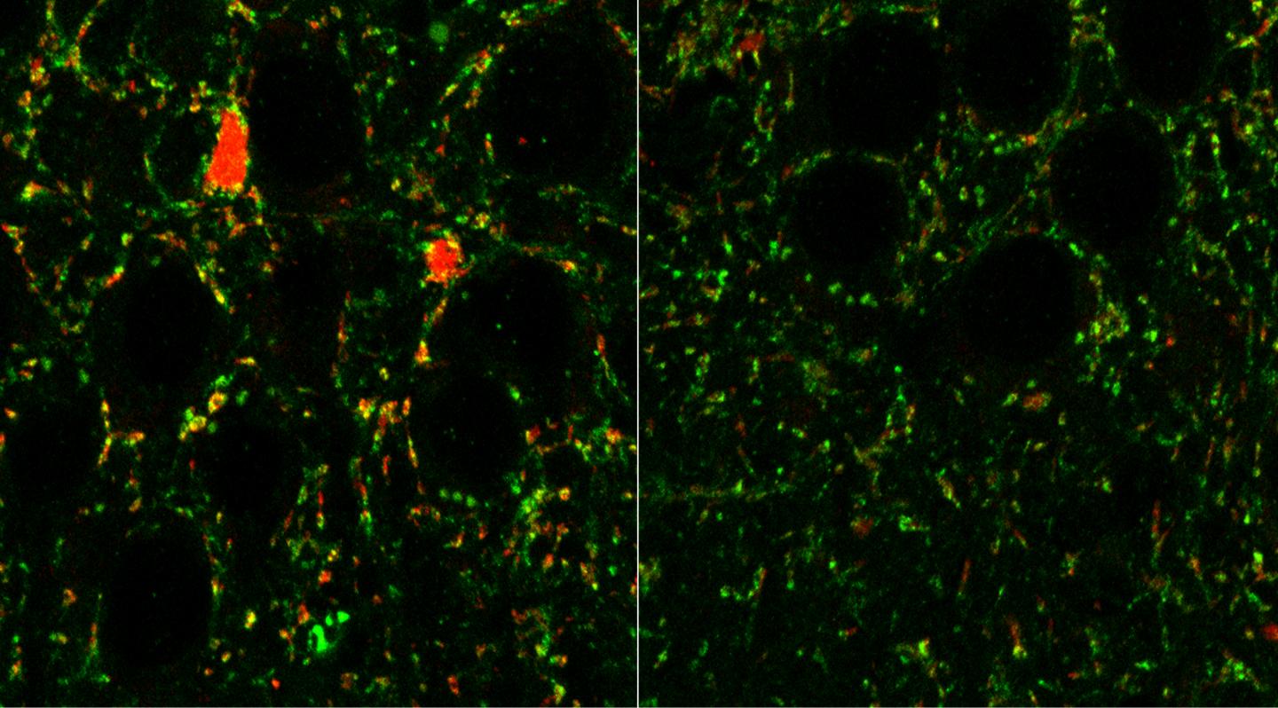 Mice Lacking a Set of Receptors