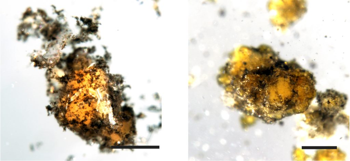 Anaerobic methanotrophs