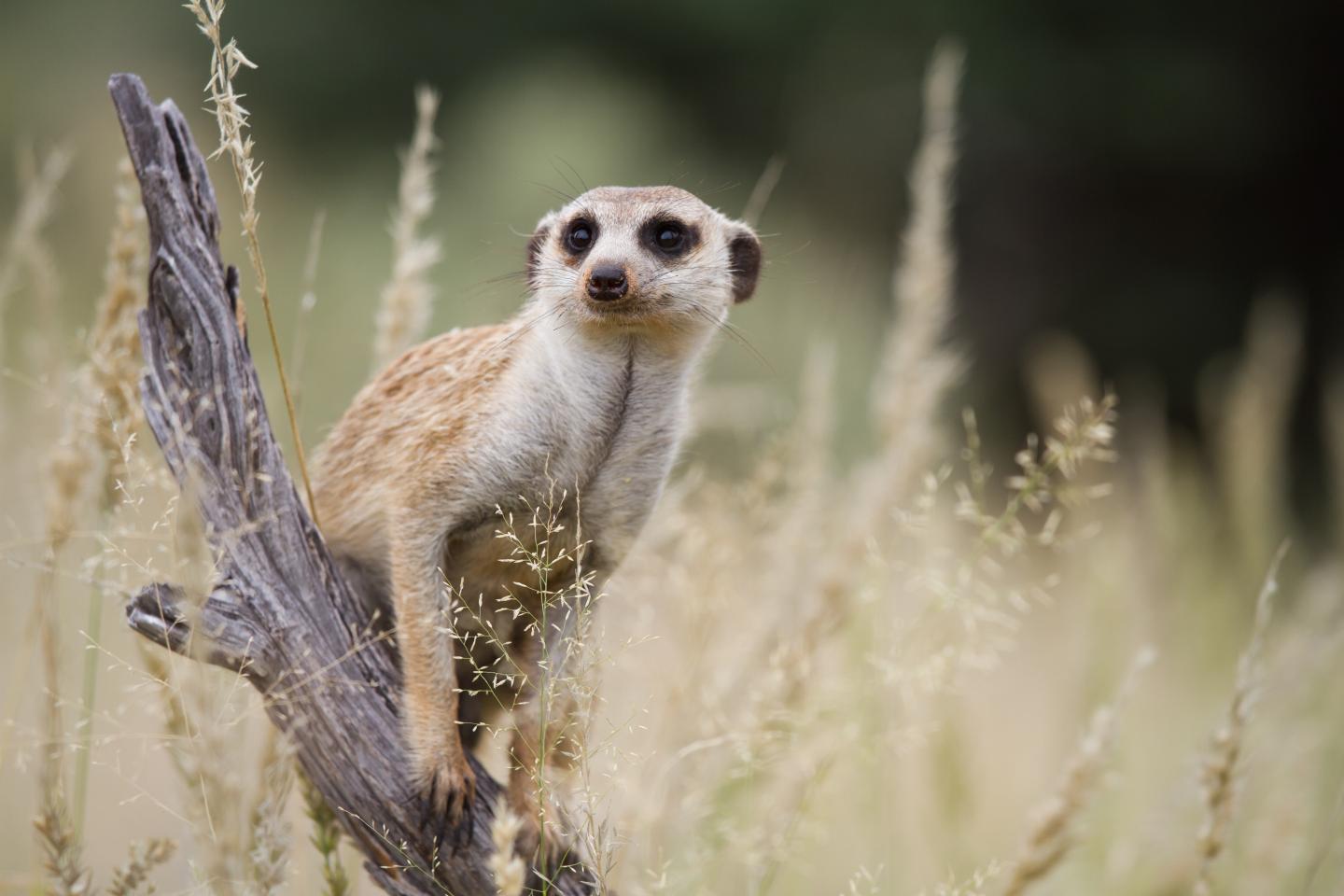 When It Comes to a Meerkat's Resilience to Climate Change, Timing Matters (5 of 10)