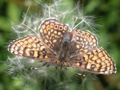 The <i>Glanville fritillary</i> 2