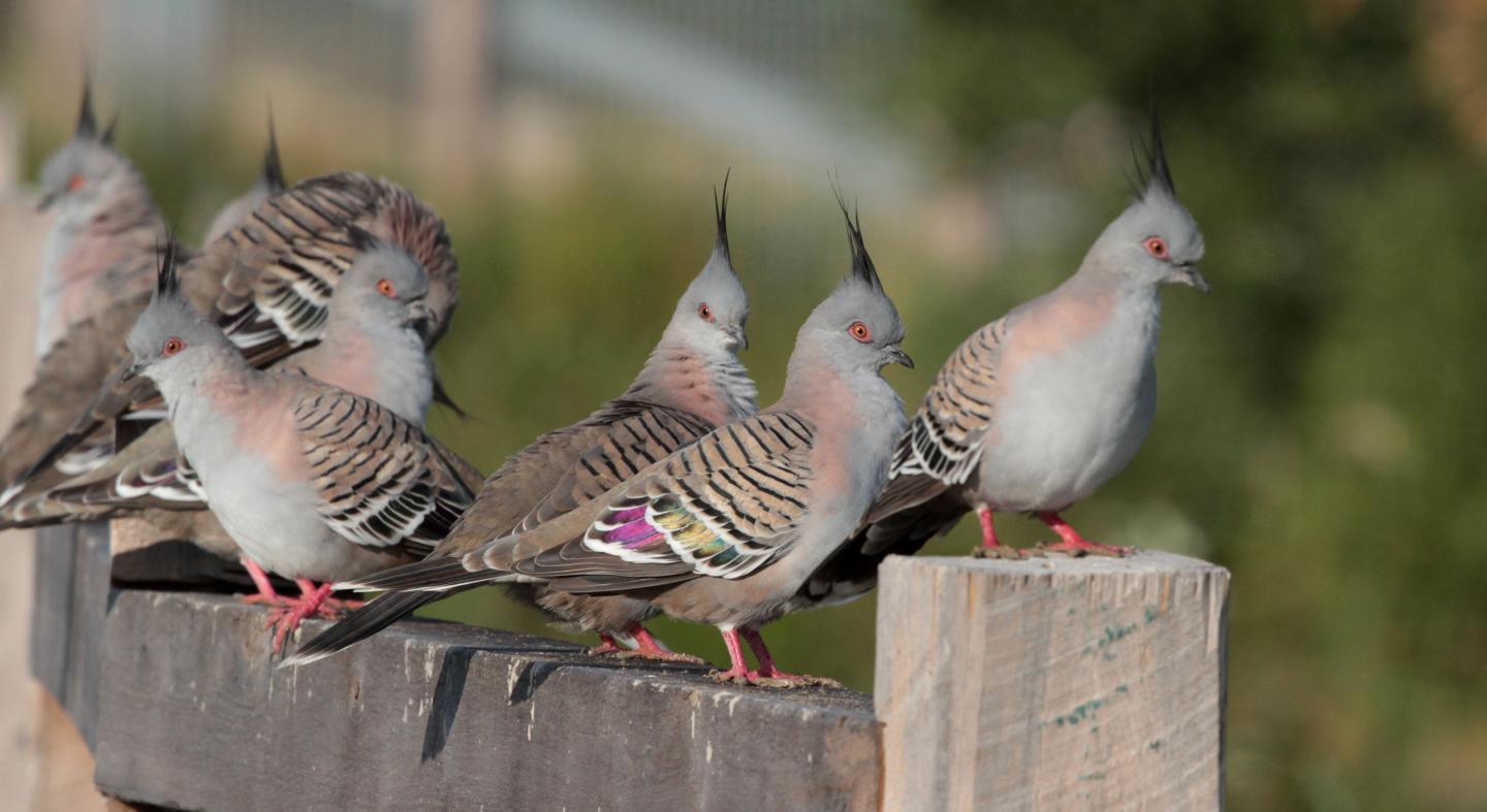 Crested pigeons on a fence