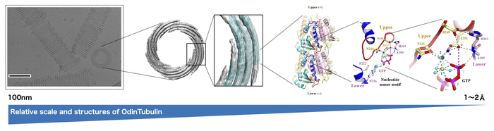 Macro-to-microscopic structures of OdinTubulin