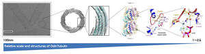 Macro-to-microscopic structures of OdinTubulin