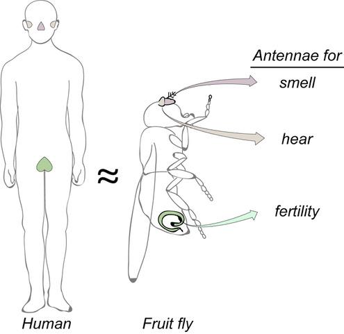 Cilia in Fruit Flies and Humans