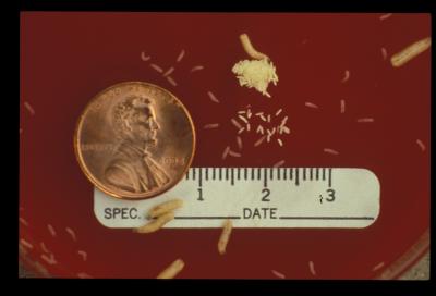 Blow Fly Eggs and Larvae