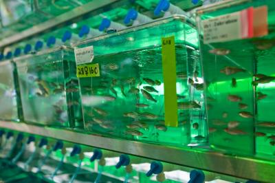 Zebrafish