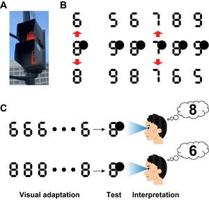 The illustration of bistable interpretation of digital numerals and visual adaptation task paradigm