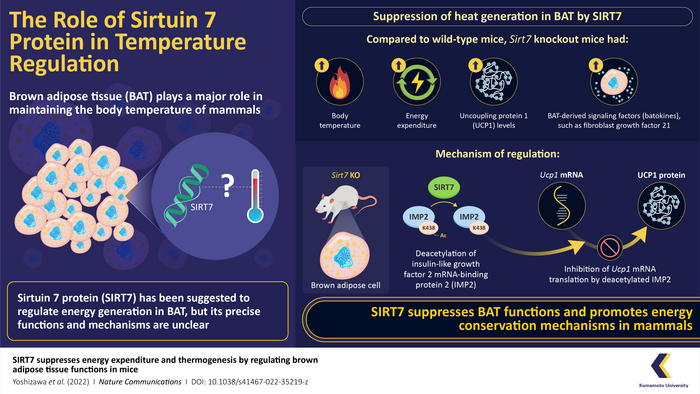 The role of the protein sirtuin 7 (SIRT7) in the heat regulation of brown adipose tissue (BAT)