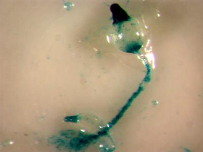 Cheating Slime Mold Gets the Upper Hand (1 of 2)