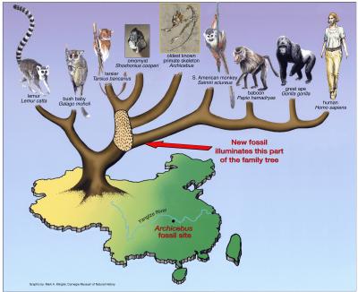 primates evolution