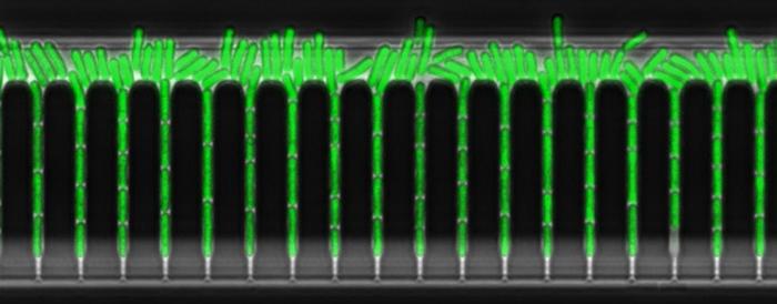 Cyanobacterium Synechococcus elongatus in Green Mother Machine