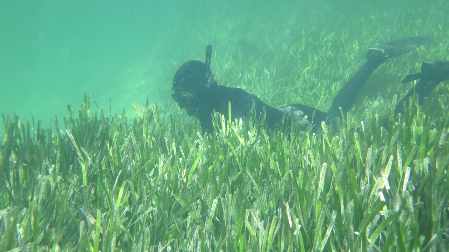 Seagrass Meadows