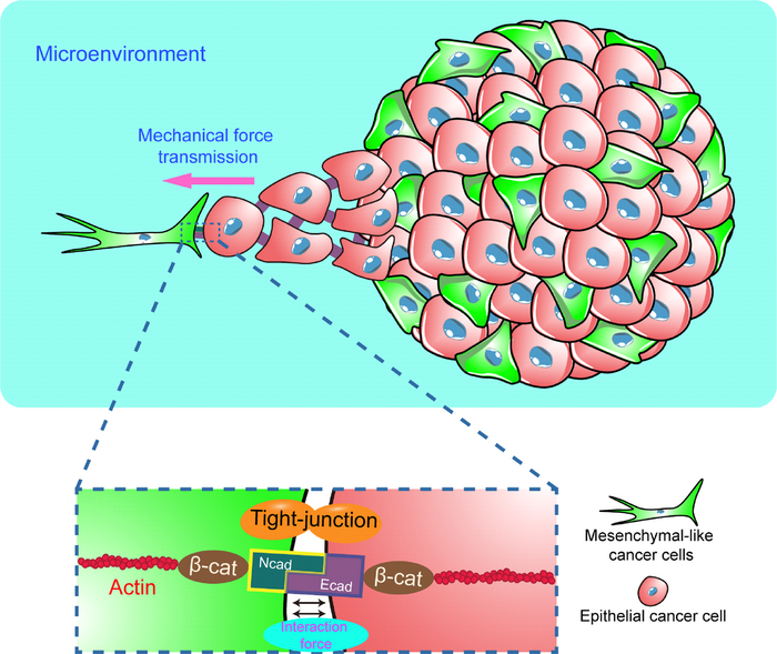 N/E-cadherin复合物介导的力学传递调控间质样细胞诱导的上皮样细胞迁移。