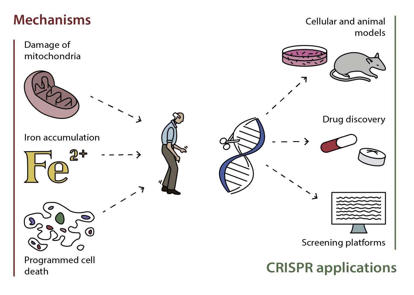 Mechanisms of Parkinson's Disease and CRISPR/Cas9 Applications