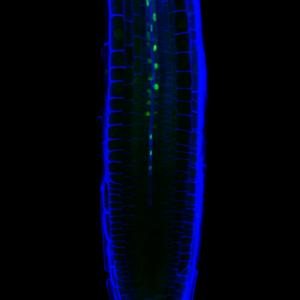 Fluorescence microscopy image of the tip of the root of Arabidopsis thaliana showing specific expression of the protein AtMC3 (green) in the companion cells of the phloem vascular tissue