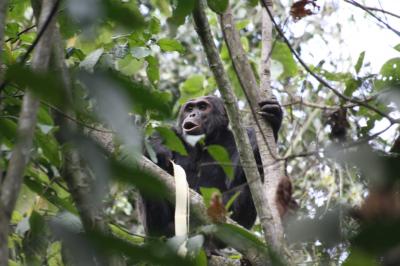 Chimpanzee In Rwandan Forest