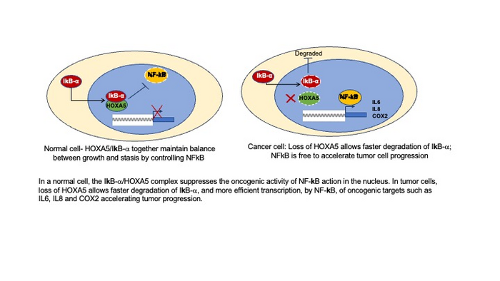 Clues Found Regarding Tumor Suppressor Gene��s Breast Cancer Activity