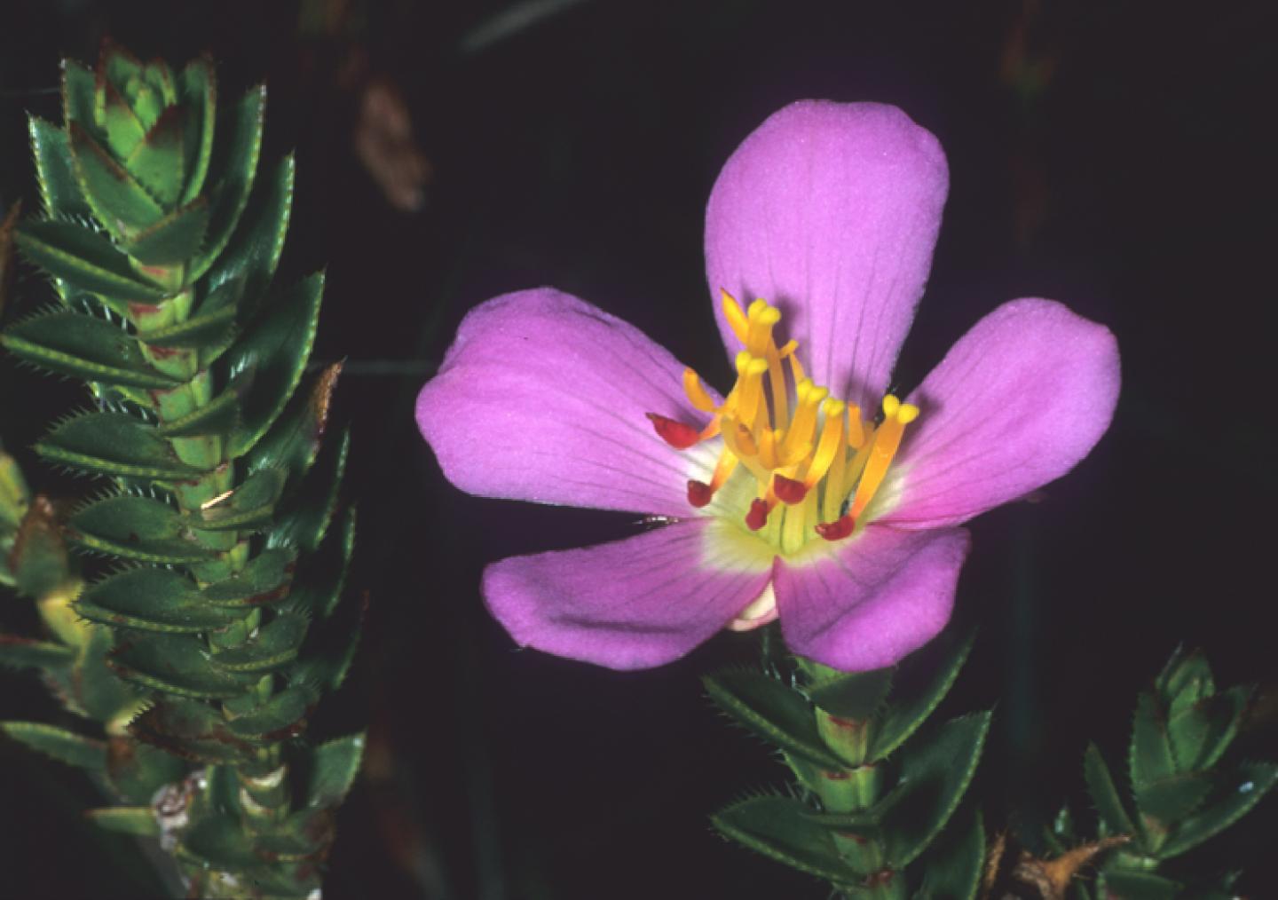 <i>Lavoisiera canastrensis</i>