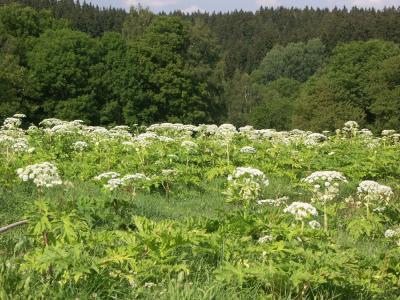 <i>Heracleum mantegazzianum</i>