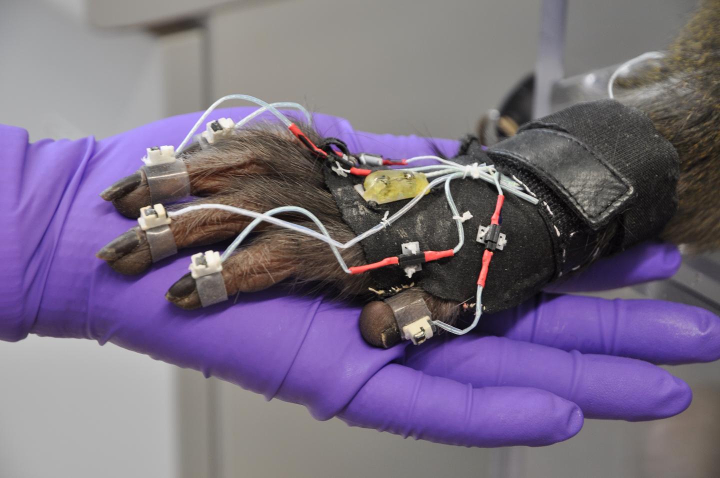A rhesus macaque wearing a data glove