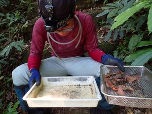 Searching for Loboscelidia wasps in Vietnam